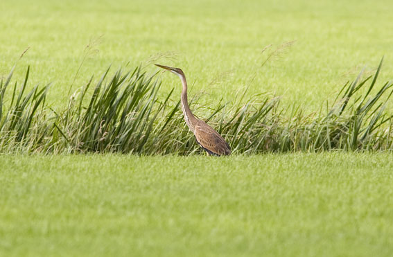 Purperreiger090808