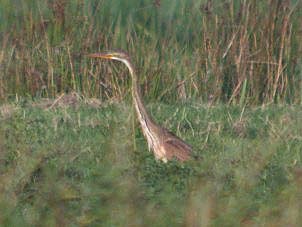 Purperreiger150804