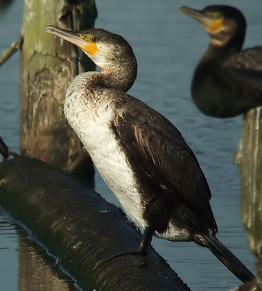 Aalscholver240706C