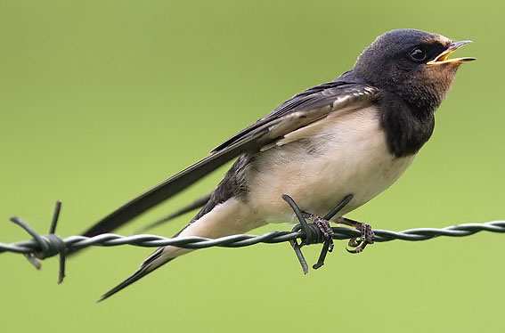 Boerenzwaluw180607H