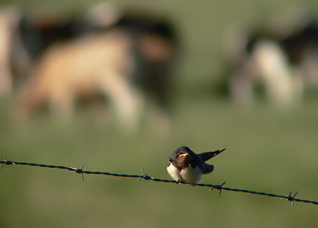 Boerenzwaluw290706