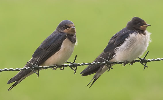 Boerenzwaluwen180607