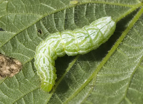 Brandnetelkapje120407