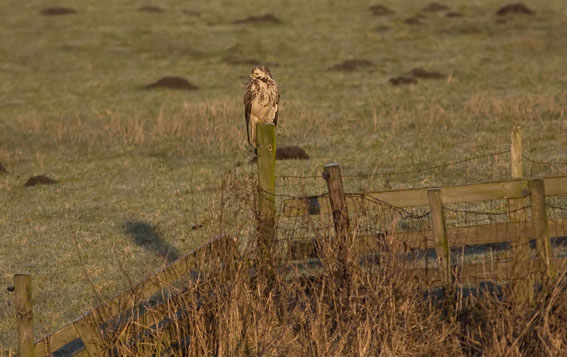 Buizerd020108