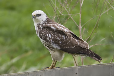 Buizerd021007