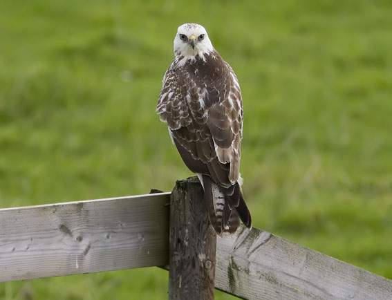 Buizerd021007A