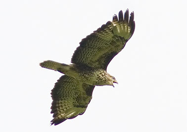 Buizerd021007C