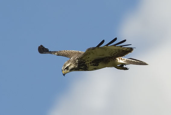 Buizerd130807