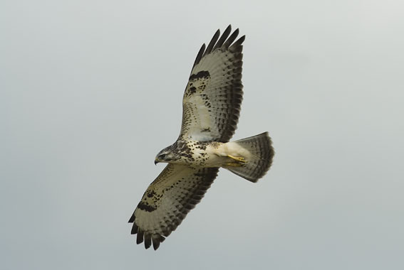 Buizerd130807A