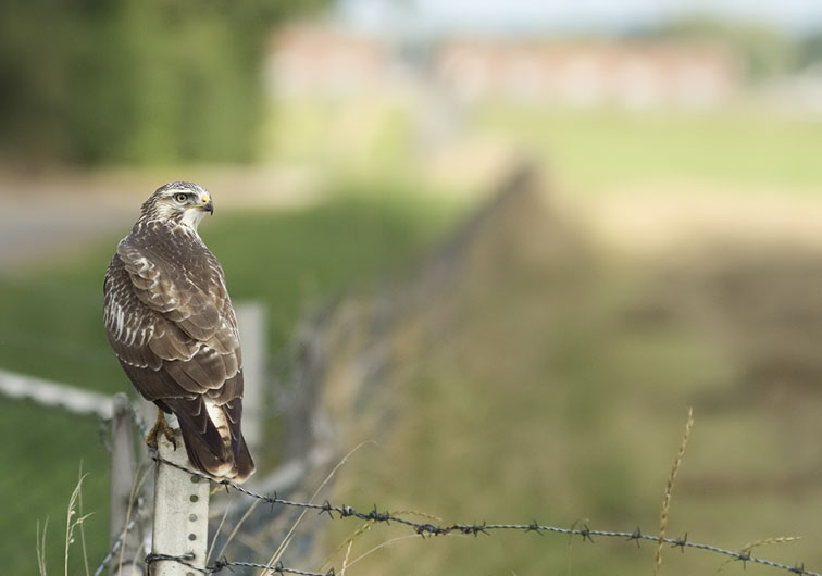 Buizerd130807C