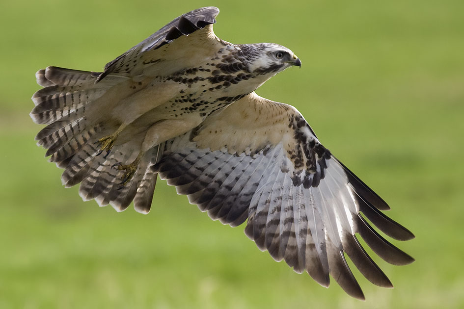 Buizerd161008