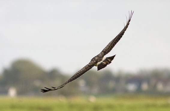 Buizerd161008A