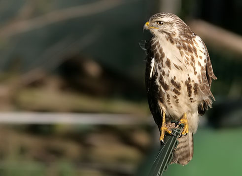 Buizerd211106D