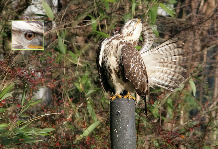 Buizerd211106_oog