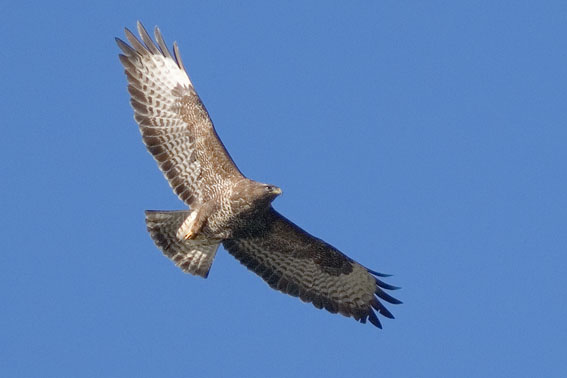 Buizerd240107