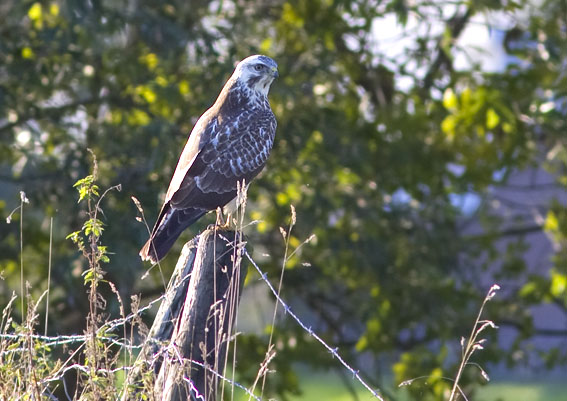 Buizerd271008