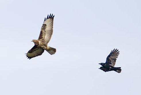 Buizerd_kraai120407