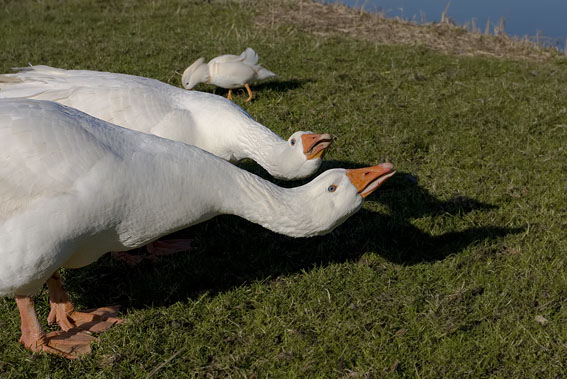 Boerenganzen090208