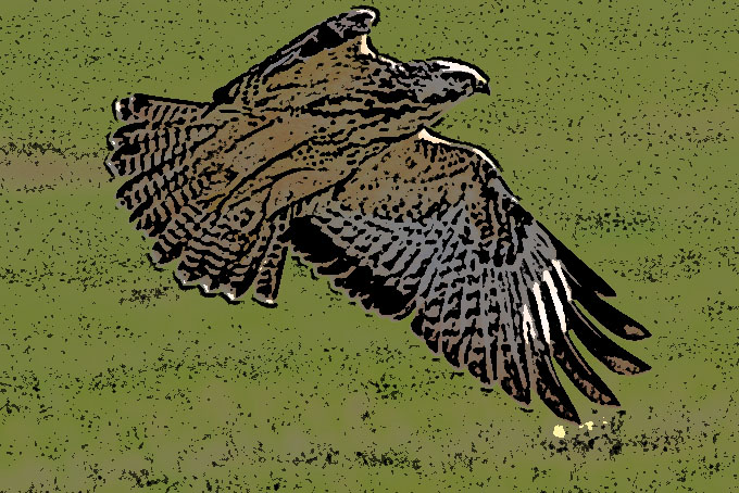 Buizerd_posteredges