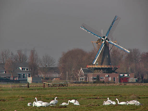 Kleinezwanen_molen240106