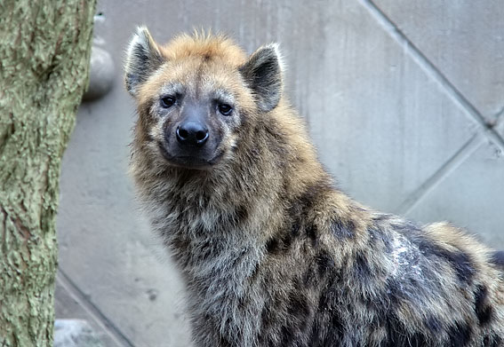 Gevlektehyena030407