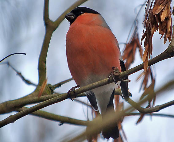 Goudvink_man090106