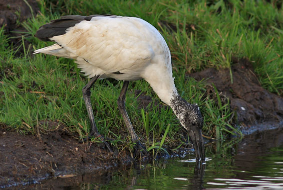 Heiligeibis060107A