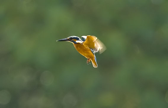 IJsvogel130807