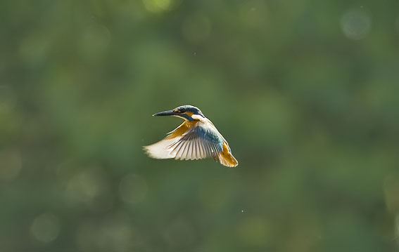 IJsvogel130807A