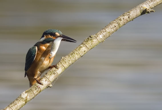 IJsvogel190907A