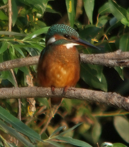 IJsvogel200706