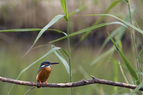 IJsvogel250808