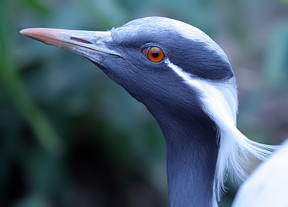 Jufferkraanvogel030407