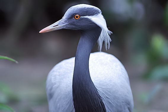 Jufferkraanvogel030407A