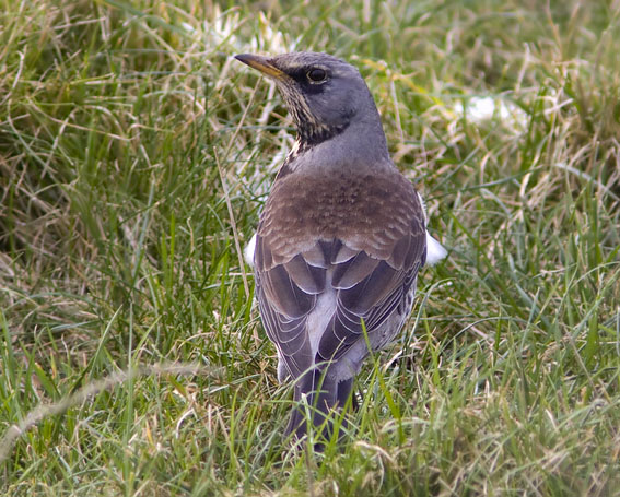 Kramsvogel030108A