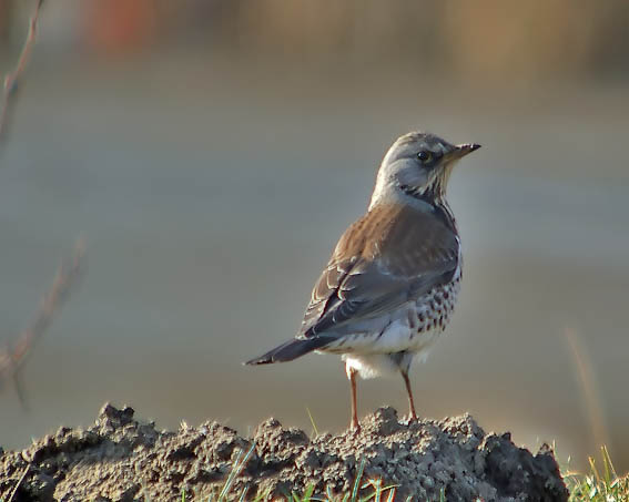 Kramsvogel310106