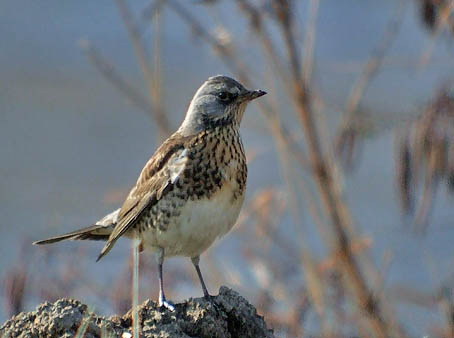 Kramsvogel310106B