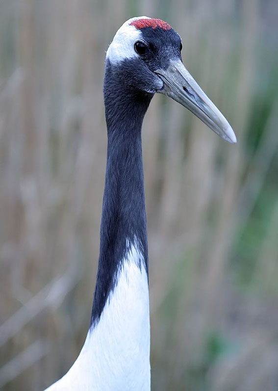 Mantsjoerijsekraanvogel030407