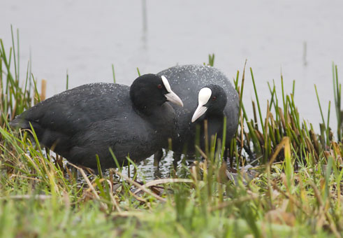 Meerkoeten061207A