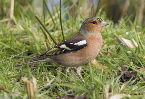 Vink220207