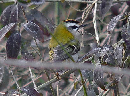 Vuurgoudhaan090106