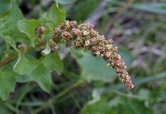 Westersekarmozijnbes030608