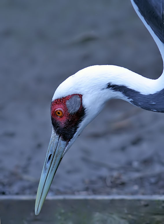 Witnekkraanvogel030407