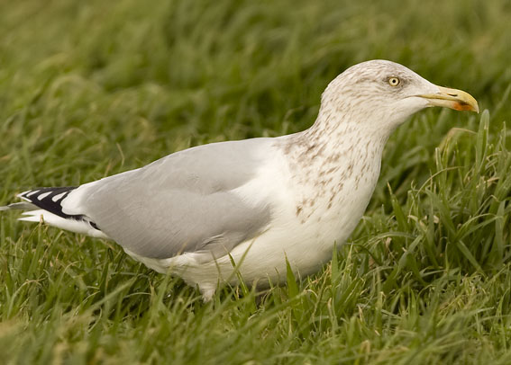 Zilvermeeuw051208