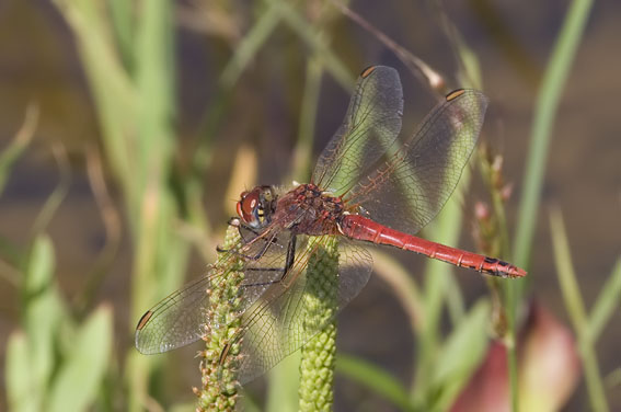 Zwervendeheidelibel150607E