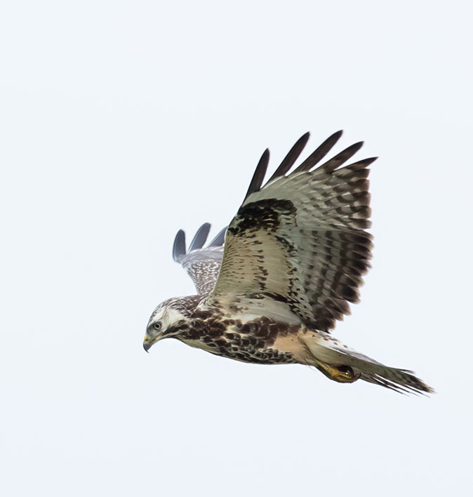 Buizerd241214.jpg