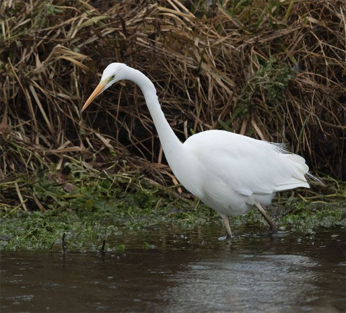 Grotezilverreiger080115B.jpg