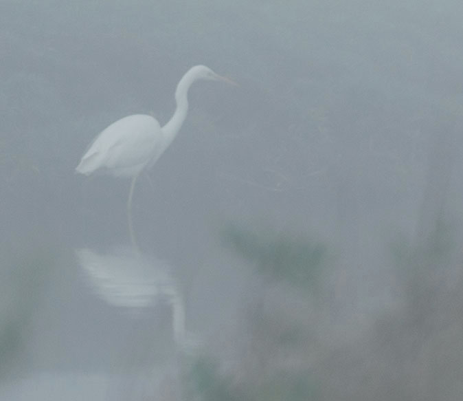 Grotezilverreiger190115.jpg