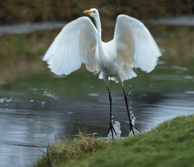 Grotezilverreiger250115.jpg