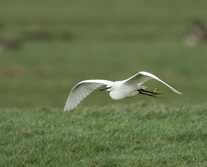 Kleinezilverreiger090115.jpg